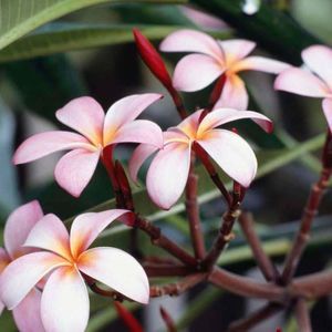 Meet your Posher, Dee